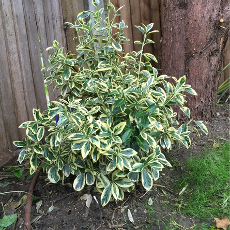 Trzmielina japońska Kathy (C2)