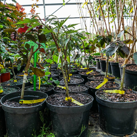 Buk zwyczajny Incisa