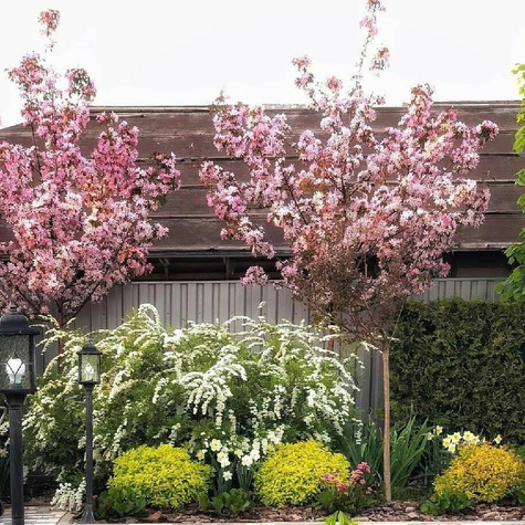 Śliwa wiśniowa Pissardii szczepiona na pniu