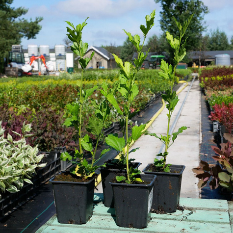 Ketmia syryjska Hibiskus Marina (P9)
