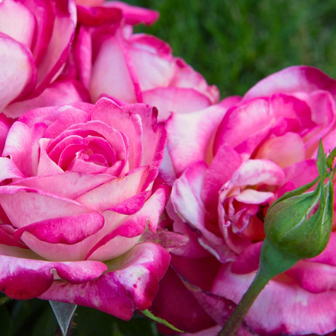 Róża wielkokwiatowa Desse Biało-Różowa w balocie