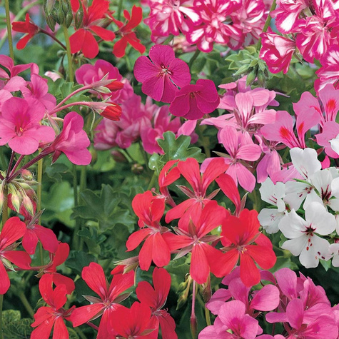 Pelargonia zwisająca mix 5szt nasion