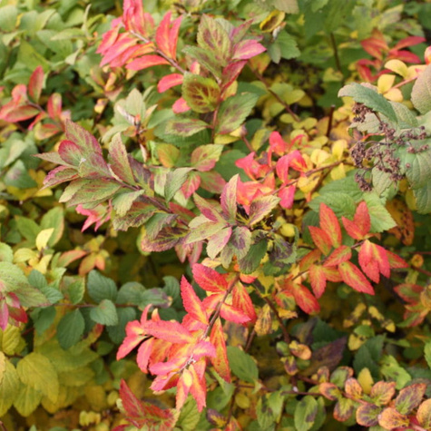 Tawuła japońska 'Sparkling Champagne' (C2)