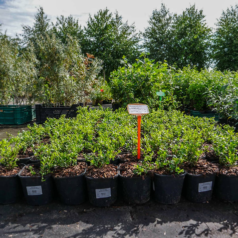 Ostrokrzew bukszpanowy karbowanolistny Convexa (C2)