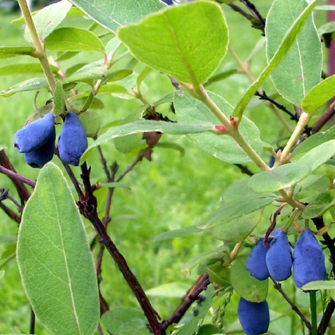 Jagoda kamczacka Zojka (P9)