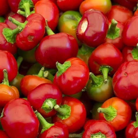 Papryka słodka Ontara gruntowa pod osłony 0,5g