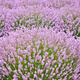 Lawenda Wąskolistna Rosea (C2)