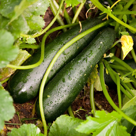 Dynia zwyczajna Cukinia SORAYA - SORAYA POL 3g