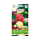 Aster chiński peoniowy wysoki mix 1 g Plantico