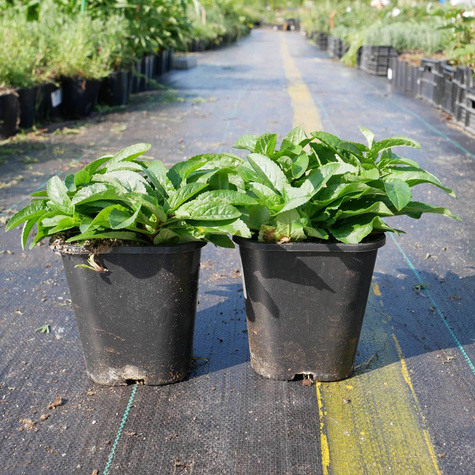 Przetacznik kłosowy Nana Blauteppich (C2)