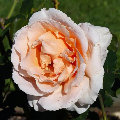 Róża szczepiona na pniu MORELOWA