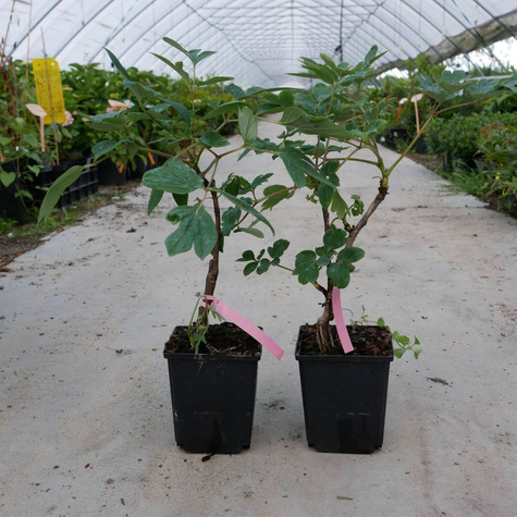 Peonia Piwonia drzewiasta 1 szt. mix kolorów (C2)