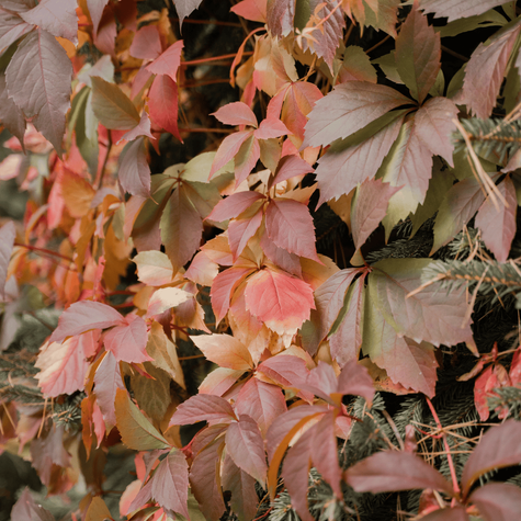 Winobluszcz pięciolistkowy Redwal Troki