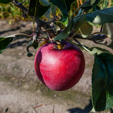 Jabłoń Katia Plant Pack