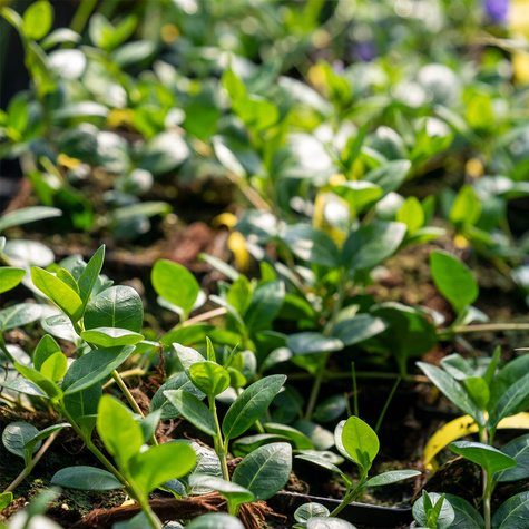 Barwinek pospolity Atropurpurea