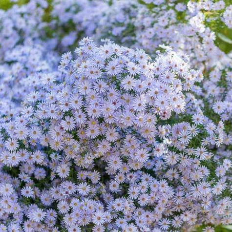 Aster sercolistny Blue Autumn (C2)