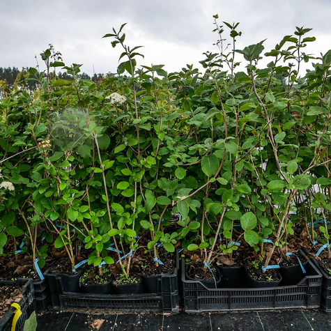 Kalina hordowina (C2)