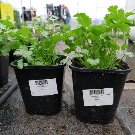 Kolendra siewna (C2)