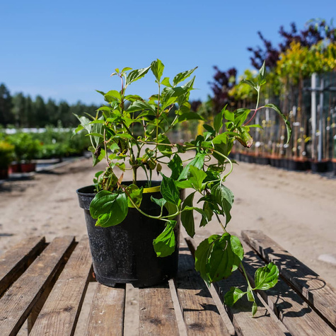 Dereń świdwa Anny's Winter Orange (C2)