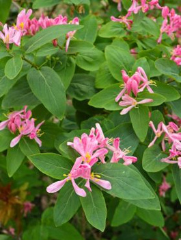 Suchodrzew tatarski Arnold Red (C2)