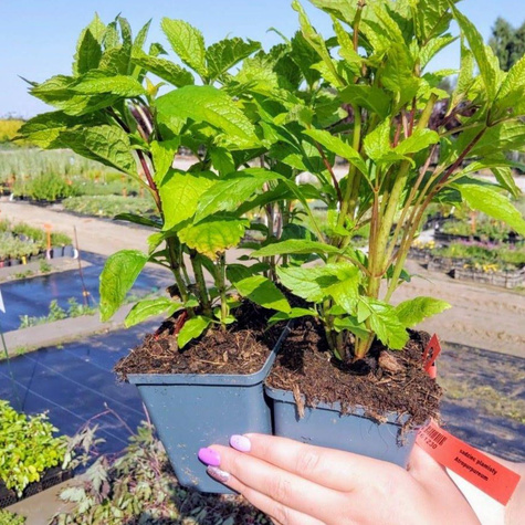 Sadziec plamisty Atropurpureum (C2)