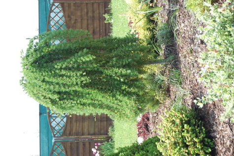 Modrzew europejski Pendula C2