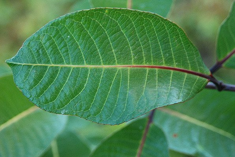 Wierzba wspaniała Magnifica szczepiona na pniu