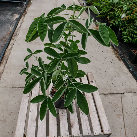 Złotokap pospolity (C2)