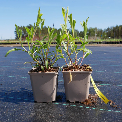 Aster gawędka Danzig (C2)