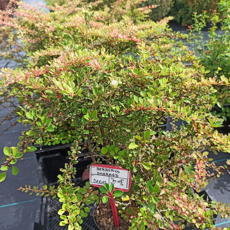 Berberys thunberga Smaragd