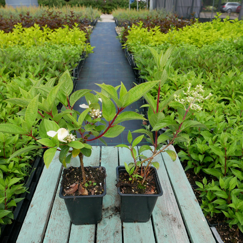 Hortensja bukietowa Tardiva (P9)