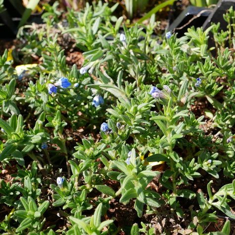 Nawrot rozpierzchły Heavenly Blue