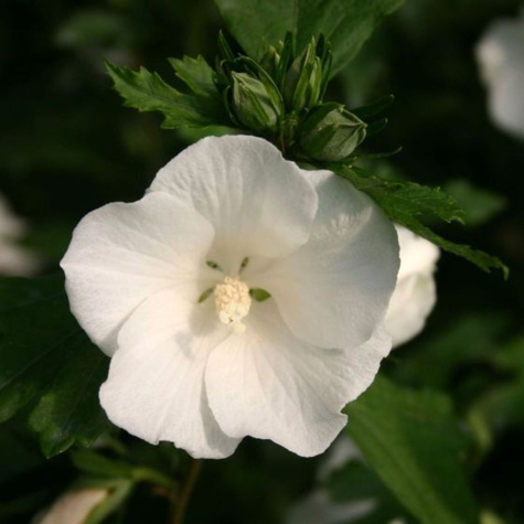 Ketmia syryjska Totus Albus