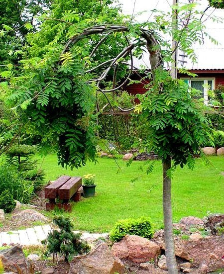 Jarząb pospolity Pendula szczepiona na pniu (Pa 120/140, obw. 8/10, H-180/200)