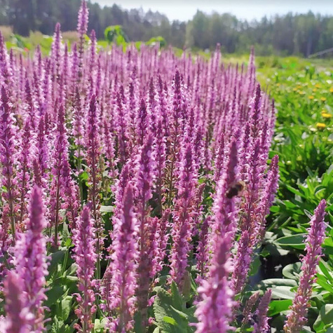 Szałwia omszona Sensation Medium Pink (C2)