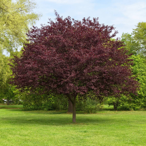 Śliwa dziecięca (C20)