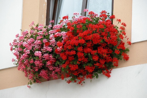 Pelargonia Bluszczolistna czerwona zwisająca Odstrasza komary
