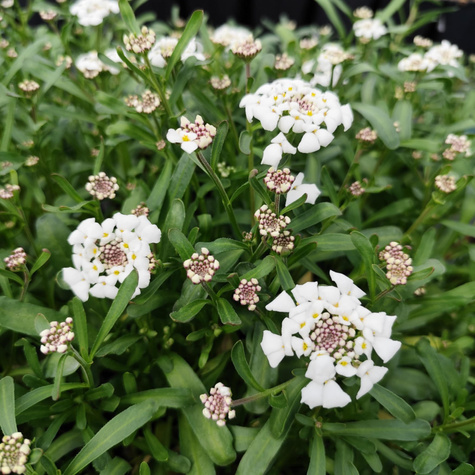 Ubiorek wiecznie zielony Lavender Frost (C2)