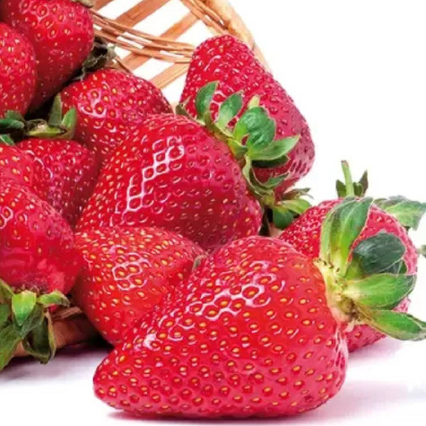 Truskawka Dukat średnio wczesna FRIGO