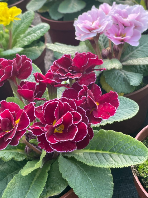 Prymulka Pierwiosnek Palazzo Mix sadzonka w doniczce