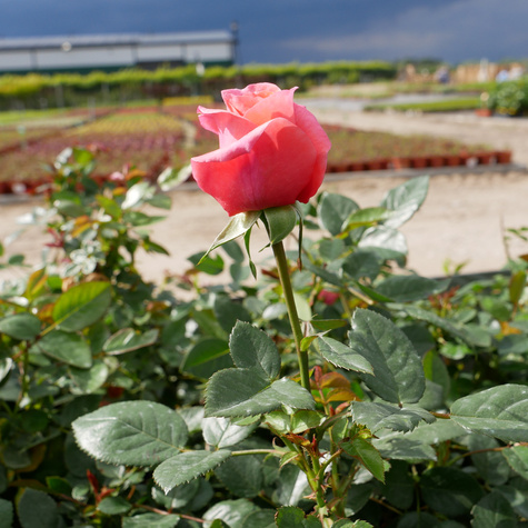 Róża wielkokwiatowa Focus pomarańczowo-różowa