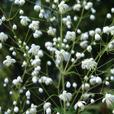 Rutewka Delavay'a Album (C2)