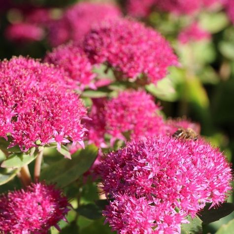 Rozchodnik okazały Carl (C2)