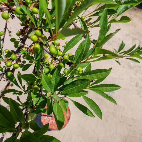 Wiśnia piaskowa płożąca szczepiona