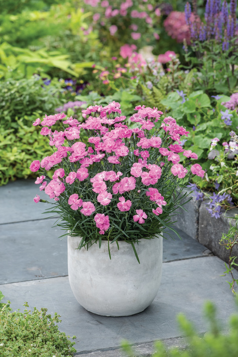 Goździk ogrodowy Best Friends Forever Pink różowy