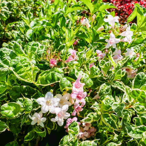 Krzewuszka cudowna Caricatura (P9)