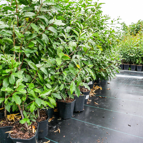 Oliwnik baldaszkowy Miododajny (C2)