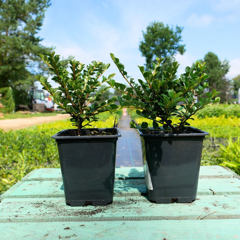 Ostrokrzew bukszpanowy karbowanolistny Dark Green (P9)