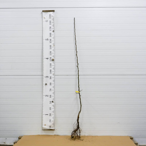 Grusza azjatycka Nijisseiki New Century najsłodsza Plant Pack