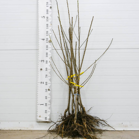 Czereśnia karłowa karłowe Sam Plant Pack (GISELA5)